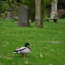 2017-04 Copenhagen/Assistens Kirkegård/DSC_0091.JPG